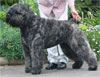 Click here for more detailed Bouvier Des Flandres breed information and available puppies, studs dogs, clubs and forums